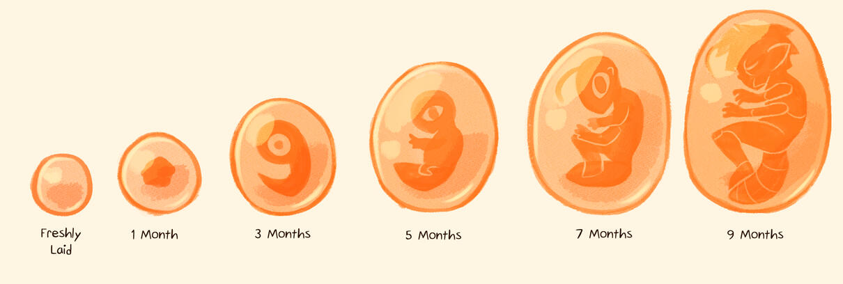 Miinu Egg Development